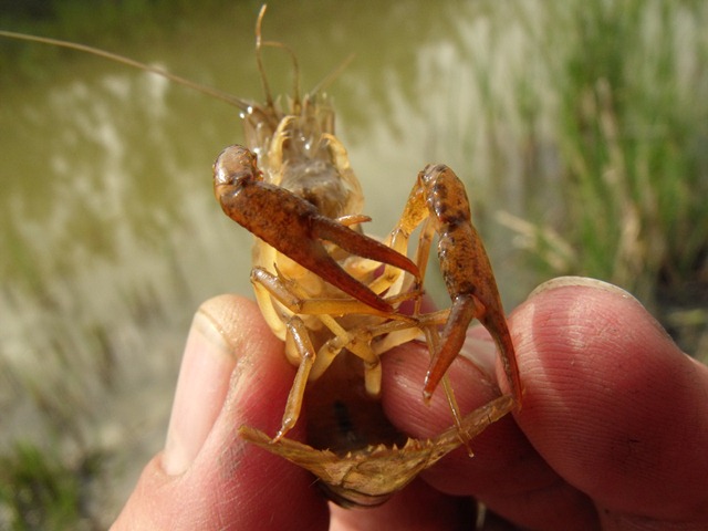 Procambarus clarkii I presume